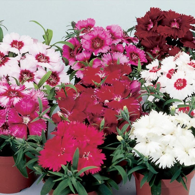 Dianthus chinensis Diana Full Mixture